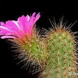 Echinocereus spinigemmatus Lau1246, Sierra Huichol, Jalisco, Mexico JLcoll.1276.jpg